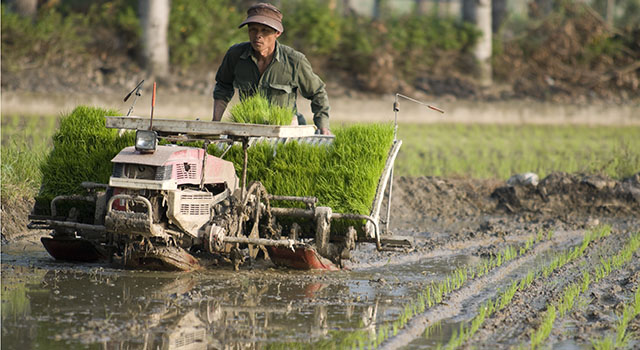 Rice Planter and Farmer in Taiwan