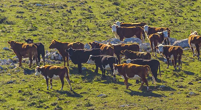 Aerial view cows at countryside landscape, sierra de las animas mountain range, maldonado, uruguay