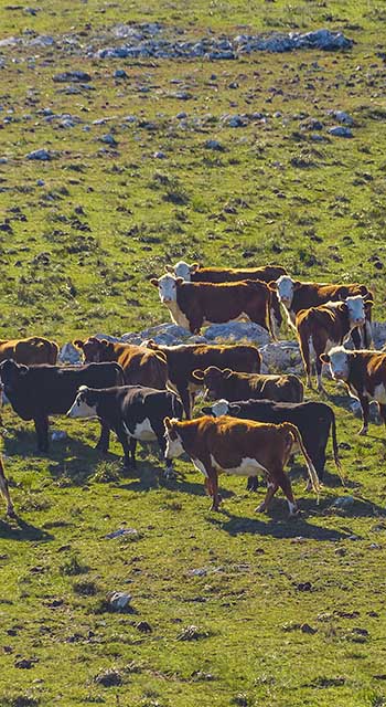 Aerial view cows at countryside landscape, sierra de las animas mountain range, maldonado, uruguay