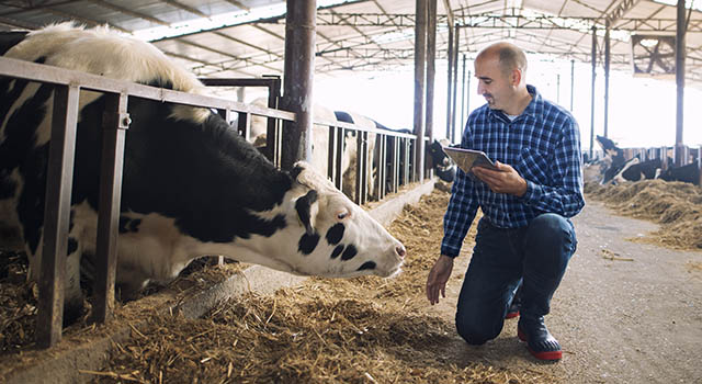 Farmer and cows at dairy farm. Cattleman holding tablet and observing domestic animals for milk production.