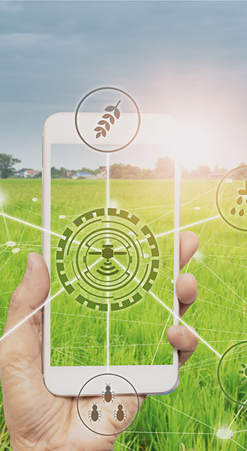 Smart farmer holding smartphone,rice fields production control,concept agricultural product control technology,to agriculture future trading world market,track productivity,satellite for Agriculture