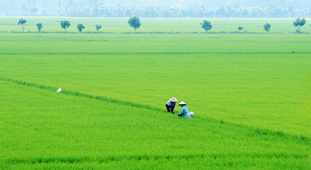 The Mekong Delta is considered as the largest rice granary and rice export centre in Vietnam.