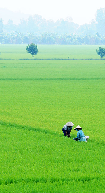 The Mekong Delta is considered as the largest rice granary and rice export centre in Vietnam.