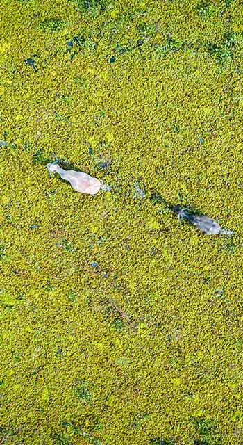 The Thale Noi Wetland Buffalo Pastoral Agro-Eco-System is a diversified farming system marked, Phatthalung,Thailand