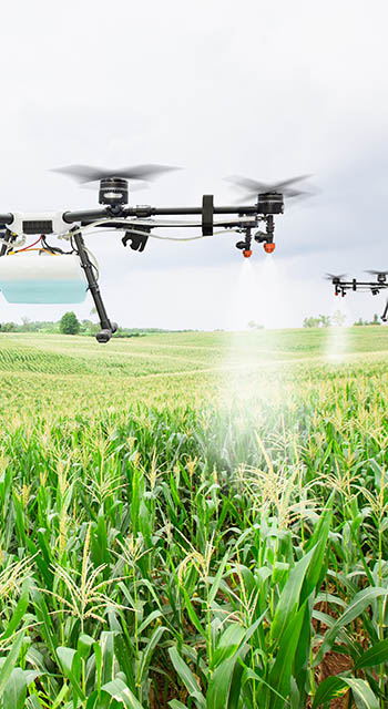Agriculture drone fly to sprayed fertilizer on the sweet corn fields