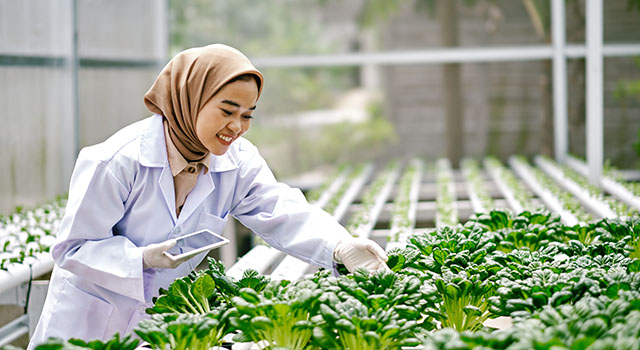 Farm worker checking quality of vegetables in hydroponic farm using digital tablet. Urban farm shoot.
