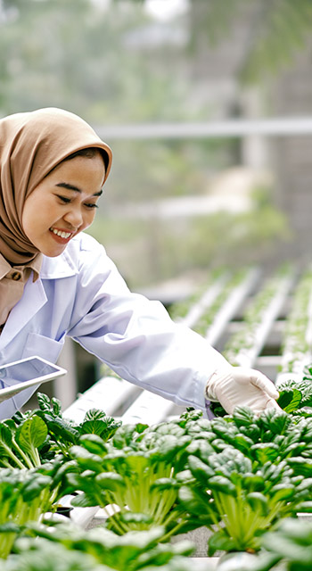 Farm worker checking quality of vegetables in hydroponic farm using digital tablet. Urban farm shoot.