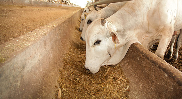 Cattle farm in North Brazil, Pará State, Amazon. Cows eating silage. 2010.