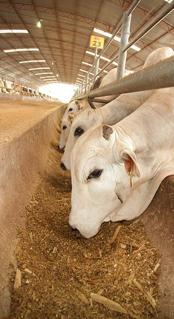 Cattle farm in North Brazil, Pará State, Amazon. Cows eating silage. 2010.