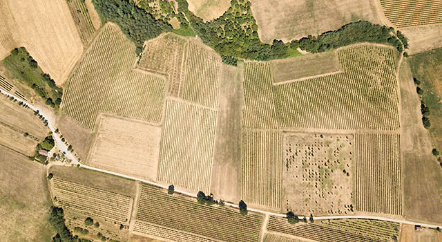Aerial view of a vineyard in Piedmont - Italy