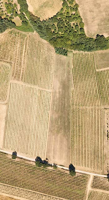 Aerial view of a vineyard in Piedmont - Italy