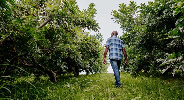 Portrait of a country man walking through the fruit plantation siriguela seriguela ciriguela ceriguela