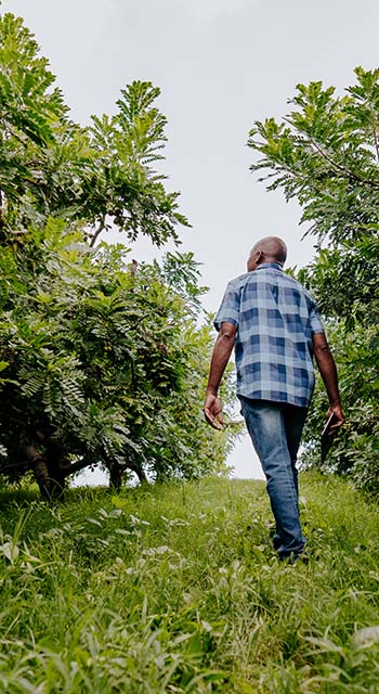 Portrait of a country man walking through the fruit plantation siriguela seriguela ciriguela ceriguela