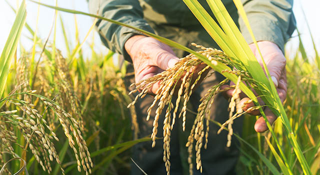 old man checking ripe rice in autumn under sun shine