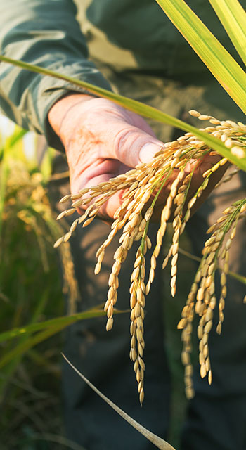 old man checking ripe rice in autumn under sun shine