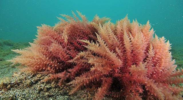 Close-up view of red seaweed bushes on flat sea bottom of coarse sand.