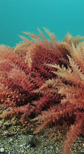 Close-up view of red seaweed bushes on flat sea bottom of coarse sand.