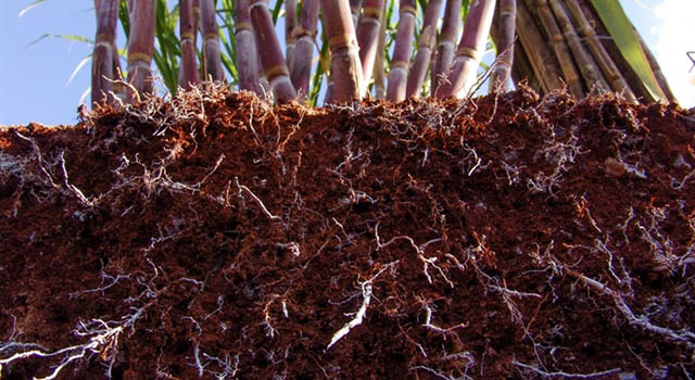 soil with plant roots microbiome