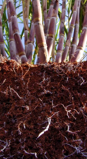 soil with plant roots microbiome