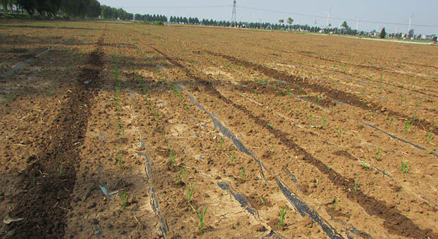 agricultural field overview