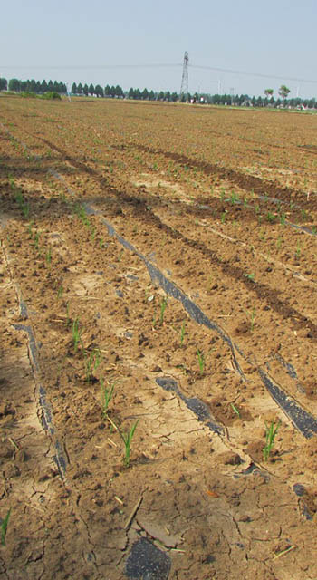 agricultural field overview