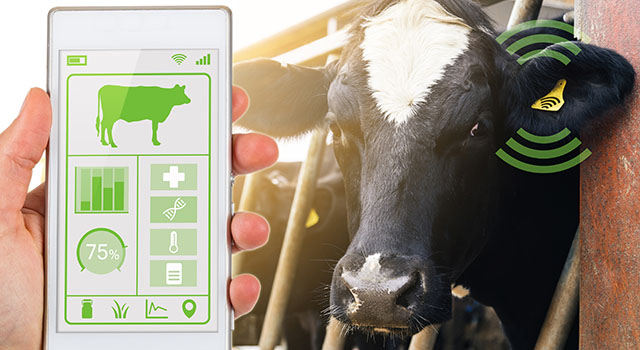 Agritech concept showing smartphone app wirelessly reading a dairy cows data ear tag.