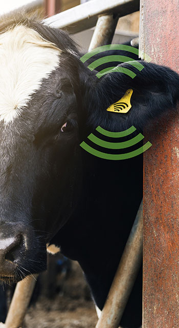 Agritech concept showing smartphone app wirelessly reading a dairy cows data ear tag.