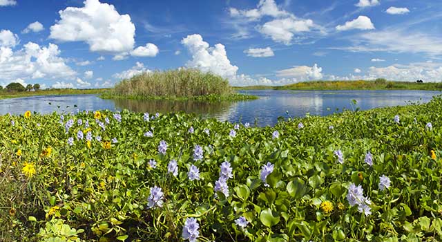 Water Hyacinth by the St. Johns river in Central Florida