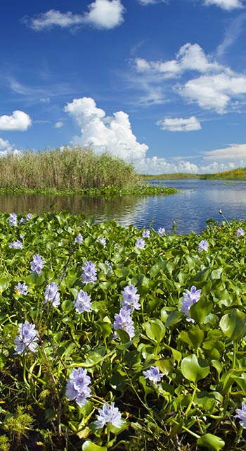 Water Hyacinth by the St. Johns river in Central Florida
