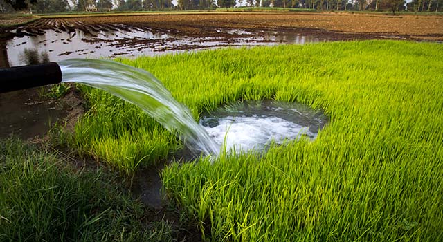 Irrigation through Tube well of Rice Paddy at Haryana India.
