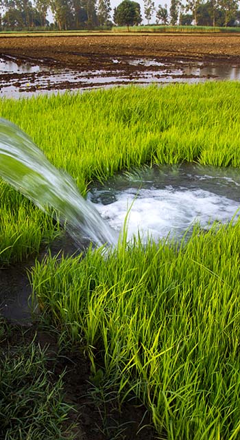 Irrigation through Tube well of Rice Paddy at Haryana India.
