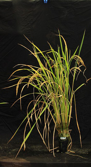 rice plants in various stages of growth