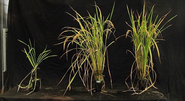rice plants in various stages of growth