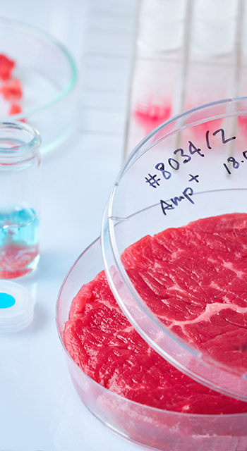 Meat sample in open disposable plastic cell culture dish in modern laboratory or production facility. Concept of cultured meat, cellular agriculture, slaughter-free eco friendly concept.