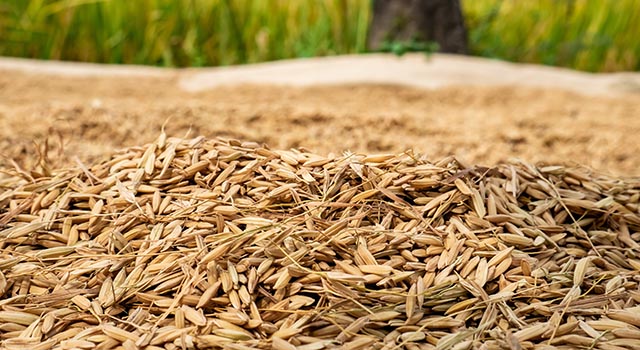 before it becomes white rice, rice grain must be dried first in the hot sun