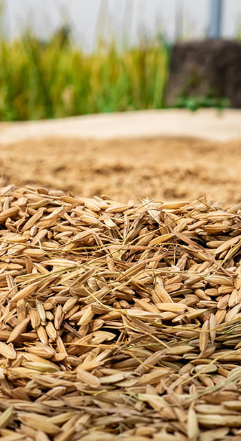 before it becomes white rice, rice grain must be dried first in the hot sun