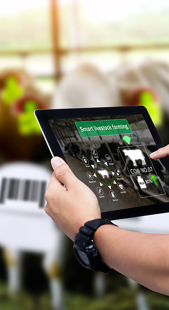 Hands using digital tablet with blurred cow as background