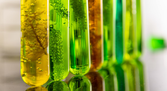 Algae biofuel has a low carbon footprint.