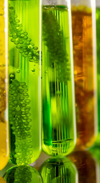 Algae biofuel has a low carbon footprint.
