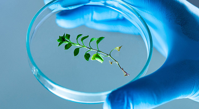 Close up of unrecognizable scientist holding Petri dish with a plant in laboratory.