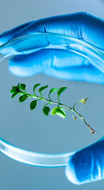 Close up of unrecognizable scientist holding Petri dish with a plant in laboratory.