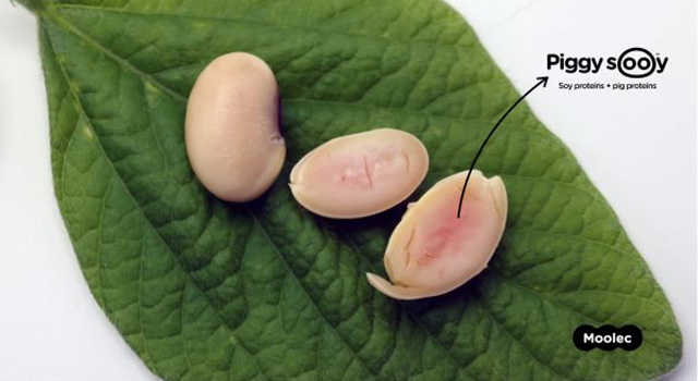 soybeans on a green leaf