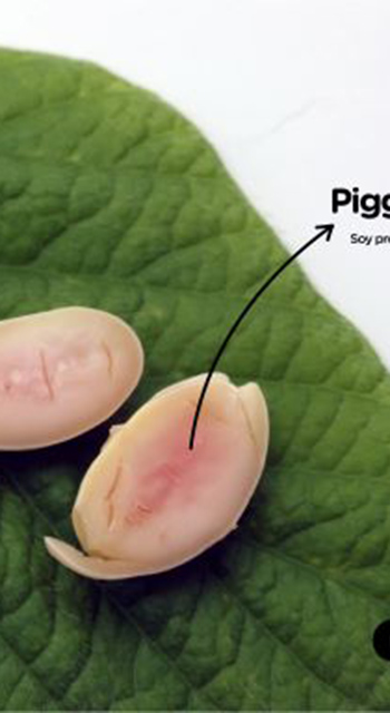 soybeans on a green leaf