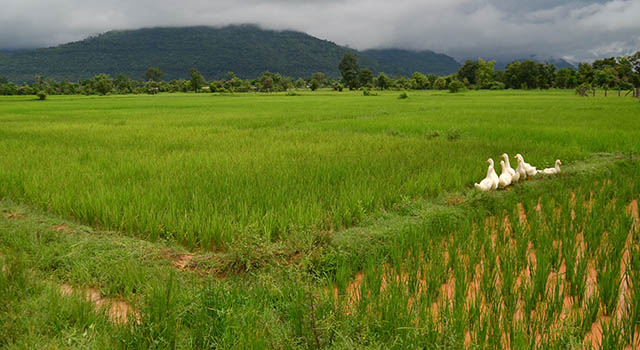 The Bolaven Plateau in Laos