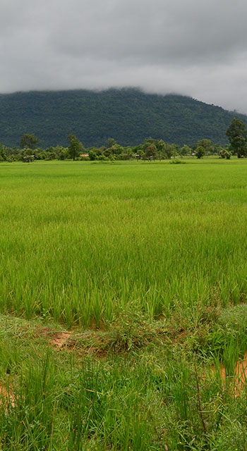 The Bolaven Plateau in Laos