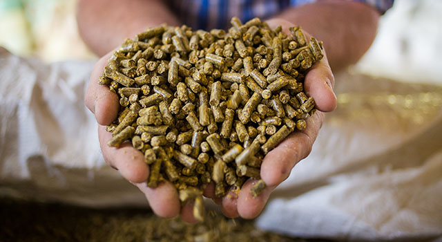 Close up image of hands holding animal feed at a stock yard