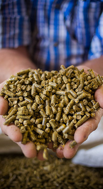 Close up image of hands holding animal feed at a stock yard