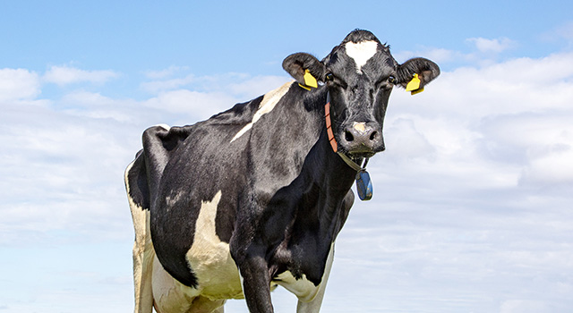 Handsome black and white cow. Black pied friesian holstein cow, in the Netherlands, standing on green grass in a meadow, at the background a few cows, yellow ear tags large udder and a blue sky.