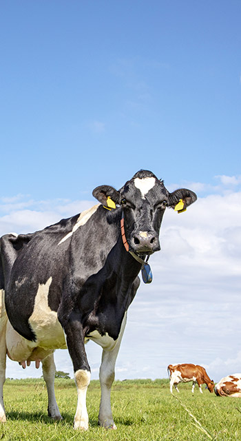 Handsome black and white cow. Black pied friesian holstein cow, in the Netherlands, standing on green grass in a meadow, at the background a few cows, yellow ear tags large udder and a blue sky.