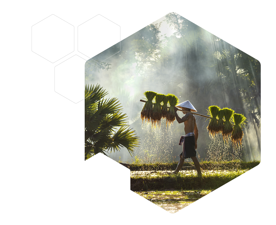 Farmers are carrying seedlings